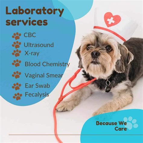 veterinary clinic in baguio city|The Best Veterinarians in Baguio City, Philippines .